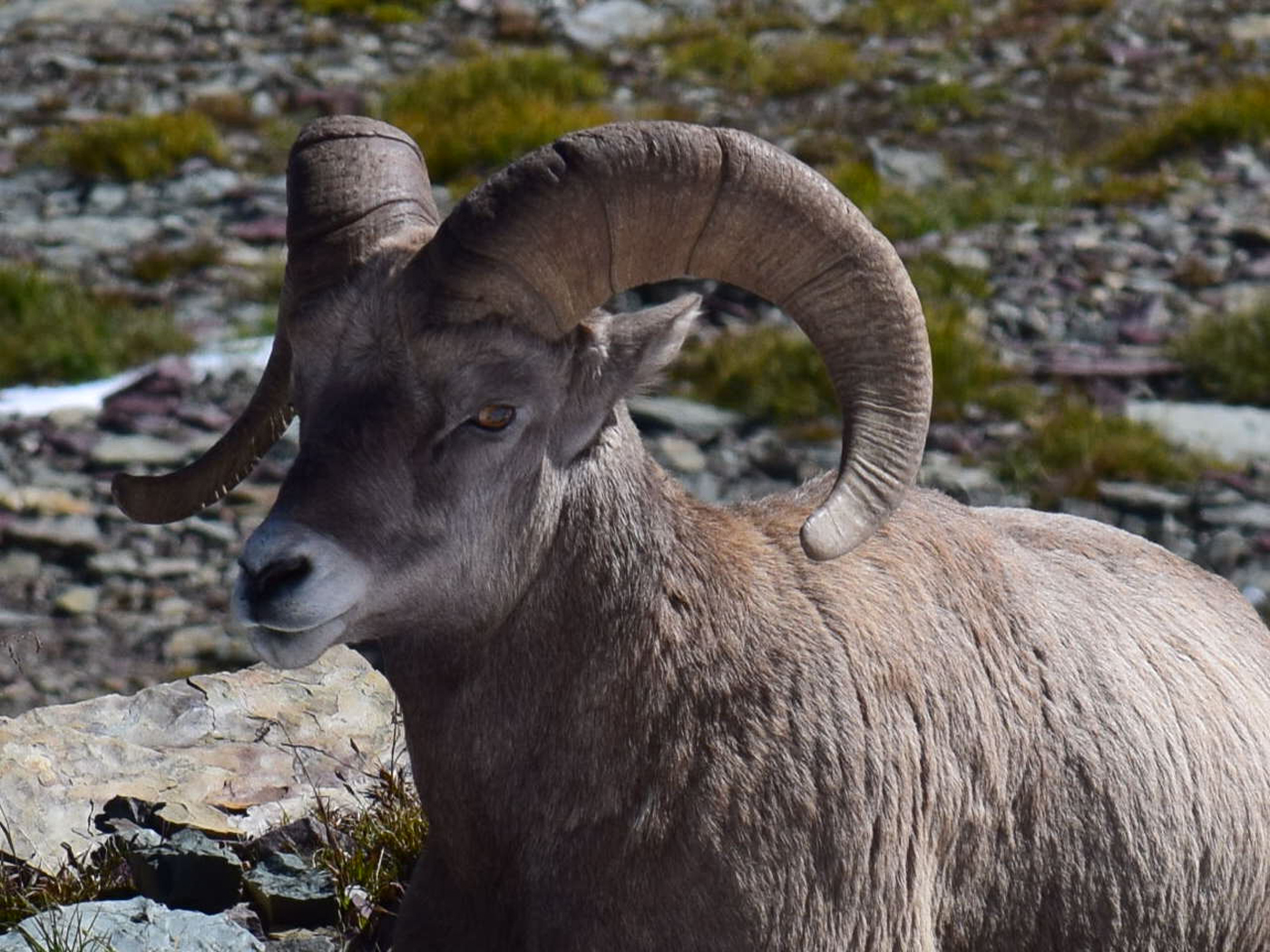  Sheep 